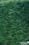 CUPRESSOCYPARIS leylandii FF 150/175 C15L