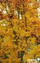 ACER palmatum Shishigashira C6L-DECO