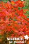 ACER japonicum 'Aconitifolium' C3L