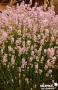 LAVANDE ANGUSTIFOLIA LODDON PINK C2L