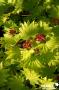ACER palmatum 'Aureum' C4.5L