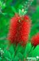 CALLISTEMON rugulosus FF C15L
