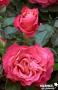 ROSIER 'Fryyaboo' Belle Epoque® C6L