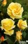 ROSIER 'Interictira' Glorius® C6L