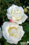 ROSIER 'Kribasil' Galahad® C6L