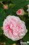 ROSIER 'Cuisse de Nymphe Emue' ANC C6L