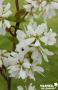 AMELANCHIER lamarckii Ballerina QUEN C25L