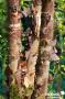 BETULA nigra 'Heritage' BALIV C15L