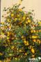 FREMONTODENDRON California Glory FF C4.5L
