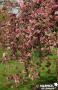 MALUS 'Cheal's Weeping' TG-H110 C10L