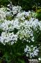 AGAPANTHUS arctic Star TFE C7L