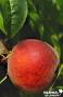 PECHER 'Dixi Red' FF TG H110 C10L