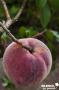 PECHER de Vigne FF TG-GOB C10L