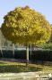 ACER platanoides 'Globosum' TG-H180 C25L