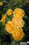 ROSIER Anisade® FF TG H110 C10L