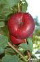 NECTARINIER nectacake® Donutnice COV-FF TG-GOB C10L