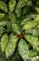 AUCUBA japonica 'Crotonifolia' FF SOL C25L