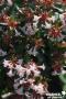 ABELIA grandiflora 'Semperflorens' TUT 80/100 C10L