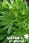 FATSIA japonica FF C10L