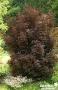 ACER platanoides 'Crimson Sentry' BALIV C15L