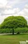 CATALPA bignonioides 'Nana' TG-H110 C25L