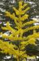 GINKGO biloba BALIV C15L