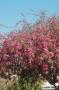 MALUS 'Echtermeyer' TG-H200 C25L