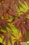 ACER palmatum 'Sherwood Flame' C4.5L