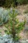 CHAMAECYPARIS pisifera 'Teddy Bear' FF C4.5L