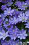 CLEMATIS 'H.F. Young' FF PALIS C4L
