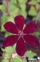 CLEMATIS 'Westerplatte' FF PALIS C4L