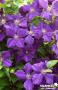 CLEMATIS 'Jackmanii' FF PALIS C4L