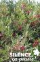 PISTACEA lentiscus FF C4.5L