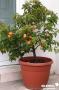 ABRICOTIER nain Garden Aprigold® TG-H40 C7L