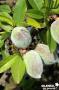 AMANDIER 'Garden Prince'® FF TG-H40 C7L