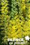 ACACIA pravissima FF C4.5L