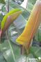 MUSA SIKKIMENSIS C6L