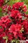 AZALEA 'Hot Shot Variegated' Ø20/30 C2L-RC