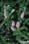 ABIES koreana 'Silberlocke' GREF C4.5L