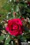 ROSIER 'Adharman' Le Grand Huit® C6L