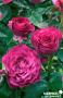 ROSIER BLUE EDEN © C6L-DECO