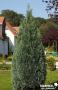 CHAMAECYPARIS lawsoniana 'Columnaris' FF 40/60 C4.5L
