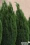 CHAMAECYPARIS lawsoniana 'Ellwoodii' FF 50/60 C4.5L