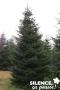 ABIES nordmanniana C4.5L