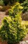 CHAMAECYPARIS obtusa 'Aurora' FF C4.5L