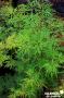 ACER palmatum dissectum 'Emerald Lace' C4.5L
