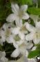 AZALEA 'Dorothy Heiden' Ø30/40 C4.5L