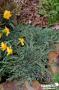 JUNIPERUS horizontalis 'Icee Blue' FF C4.5L