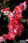 ROSIER 'Intoranstrip' Bocaccio® C6L