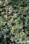 HEDERA helix 'Goldchild' FF PALIS C4L